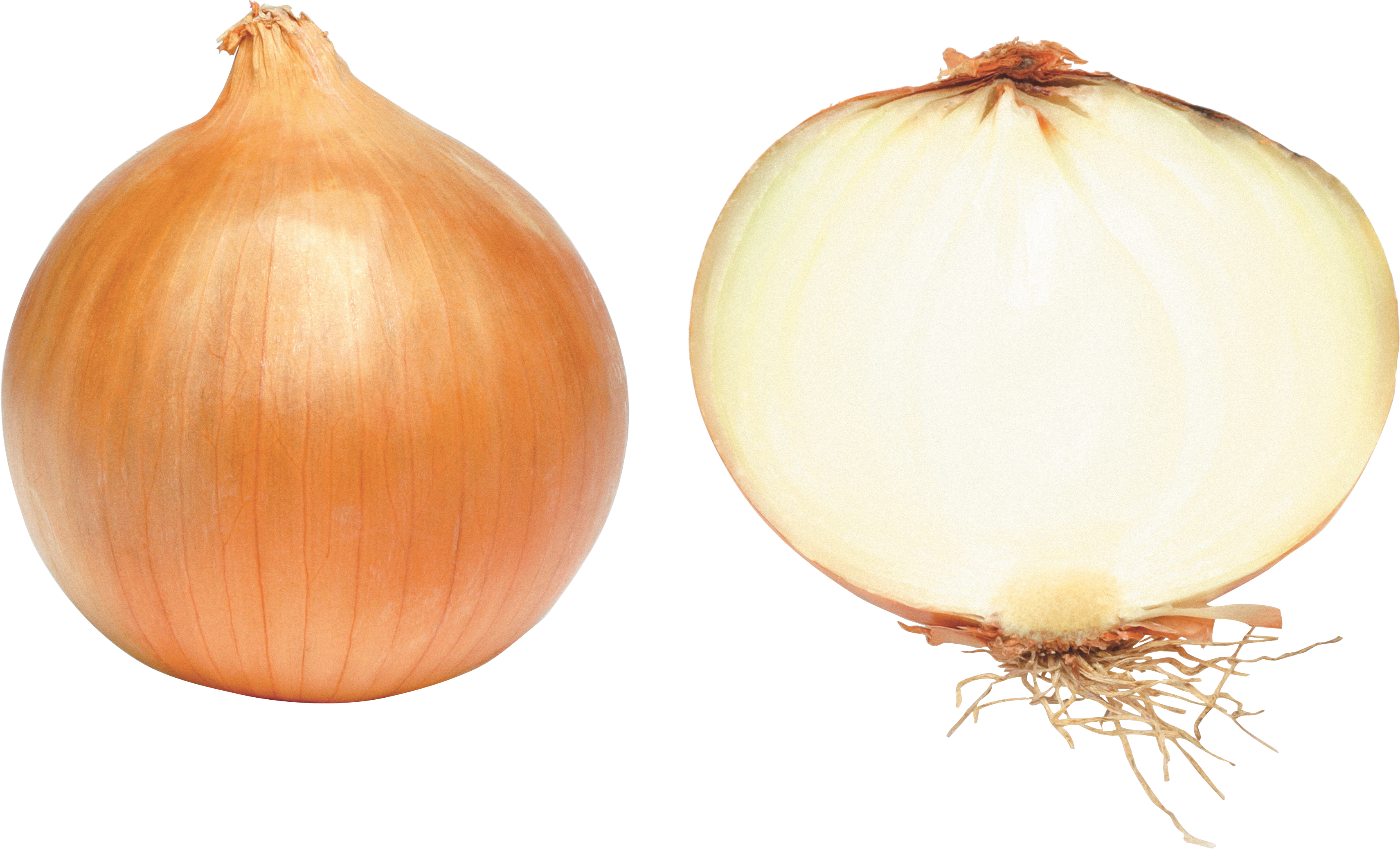   Onion Clipart (3422x2076)