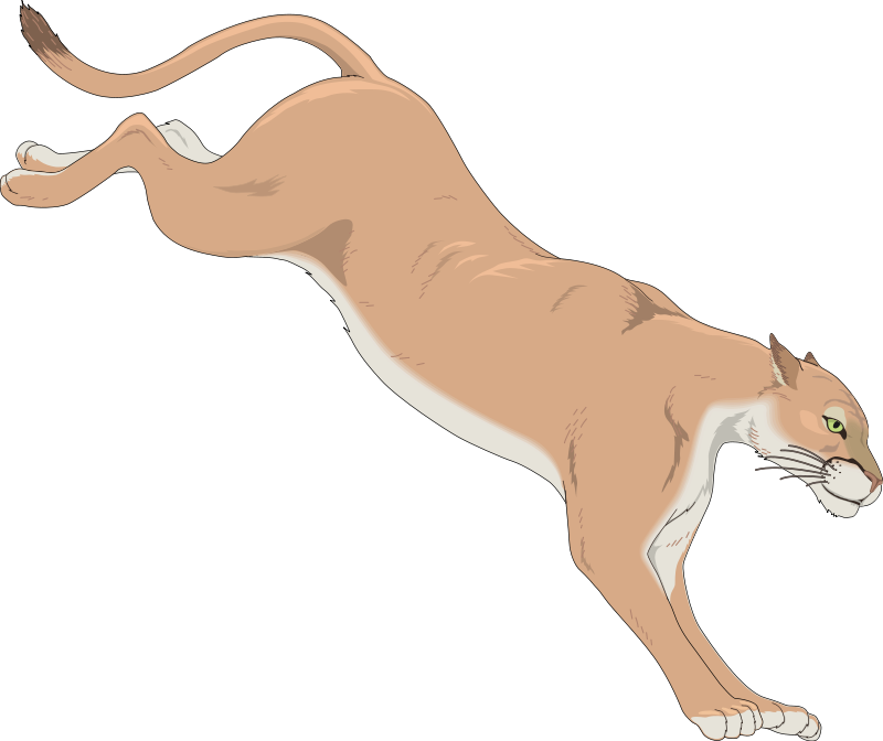 Mountain Lion Free Vector - Cougar Clip Art (800x672)