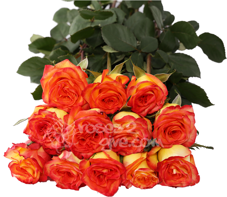 Yellow Red Bicolor Dozen - Red (800x800)