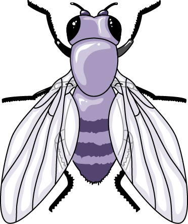 Drosophila - Cartoon (372x443)