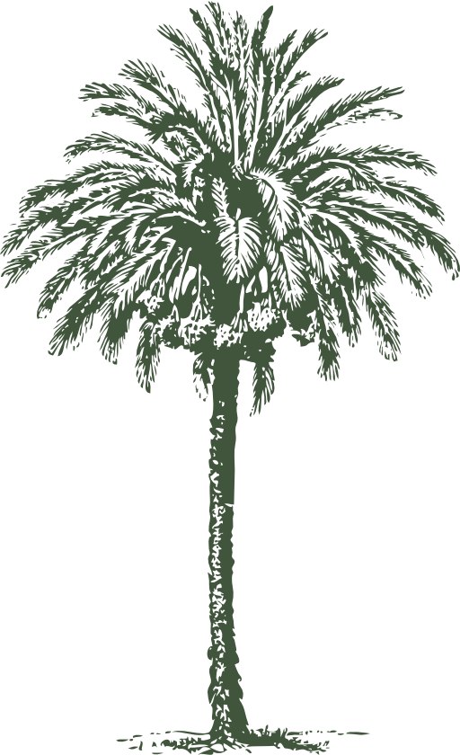 Date Palm - 3drose Pink Vintage Palm Tree - Summer - Travel - Tropical (512x840)
