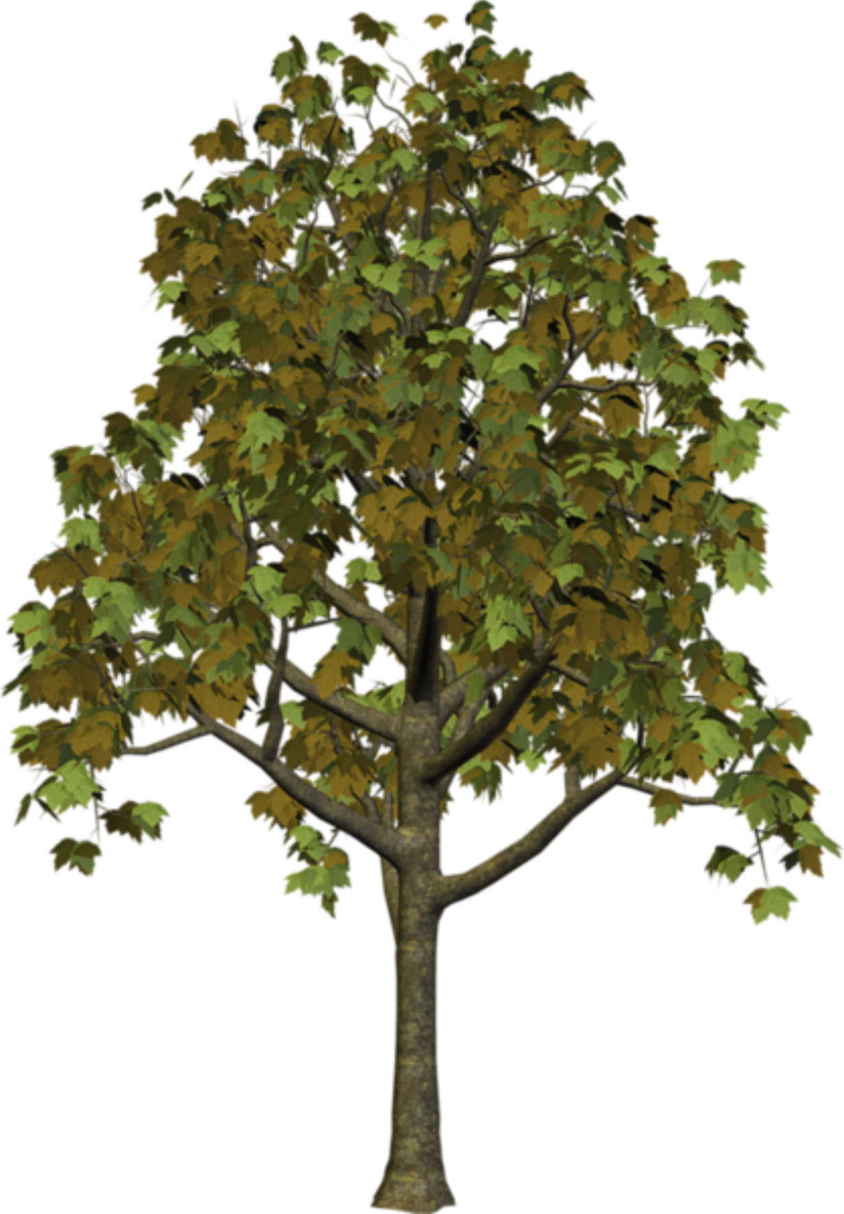 Tree Clipart - High Quality Tree Png (1231x1771)