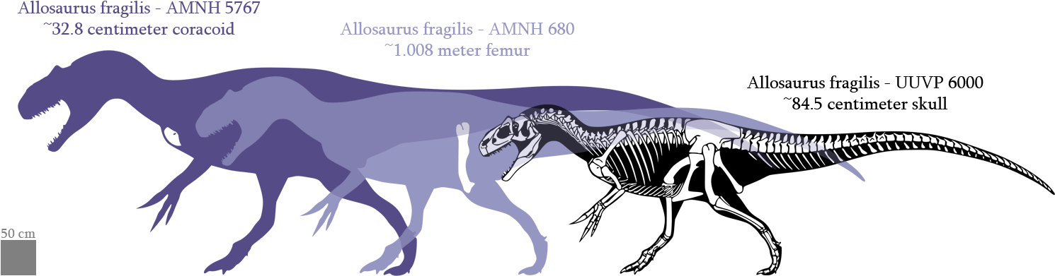 Posted Image - Amnh 680 (1500x390)