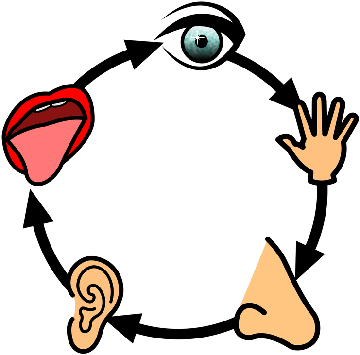 Sensory Studies - Sensory Studies (800x800)