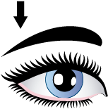 Ceja - - Free Vector (400x400)