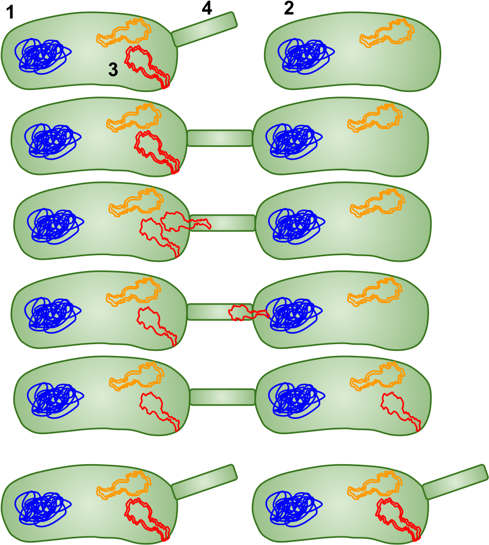 Open - Bacterial Conjunction (1000x1115)