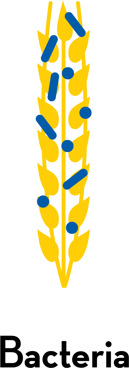 Bacteria - Bacteria (434x1224)