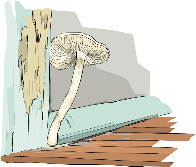 Mushroom (800x634)