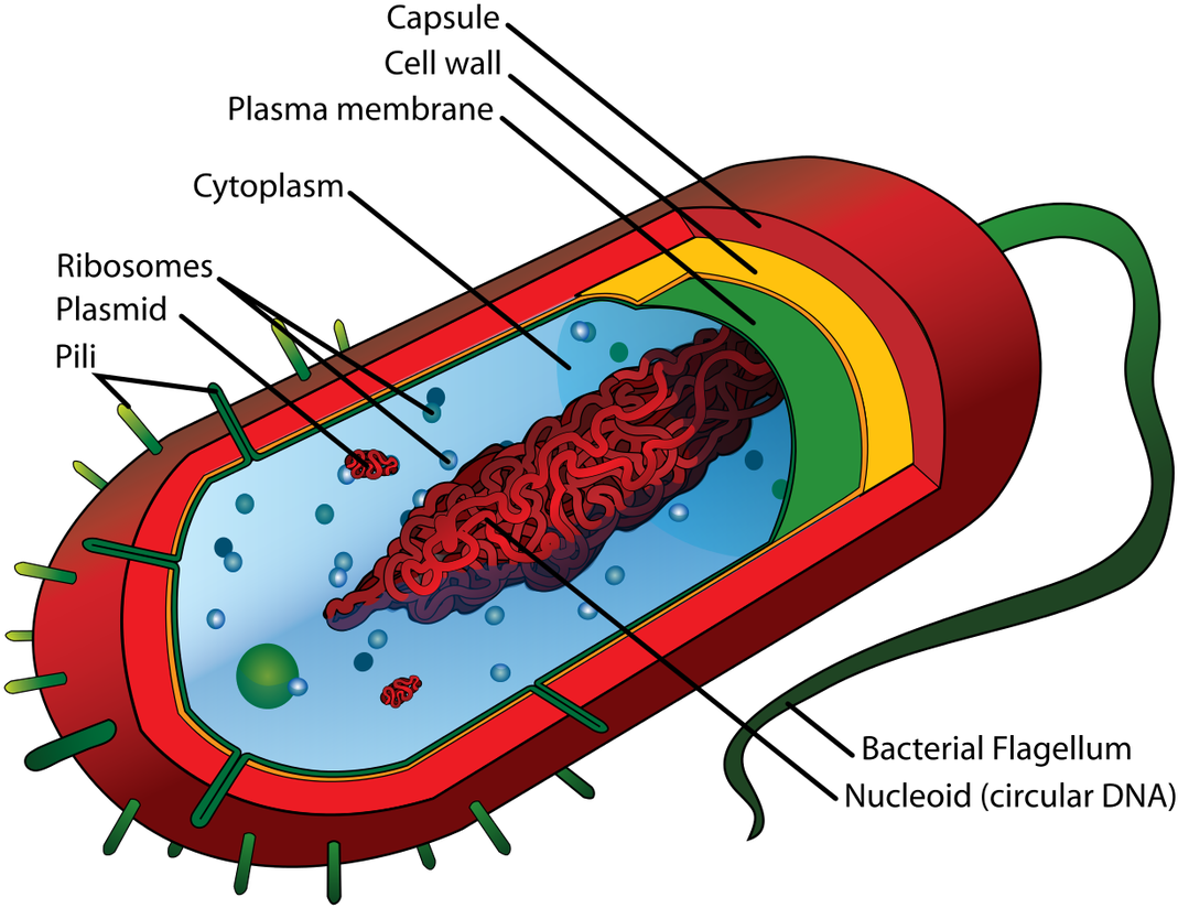 Prokaryotic Cell Diagram (2000x1628)