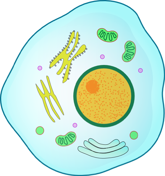 Cell (558x596)