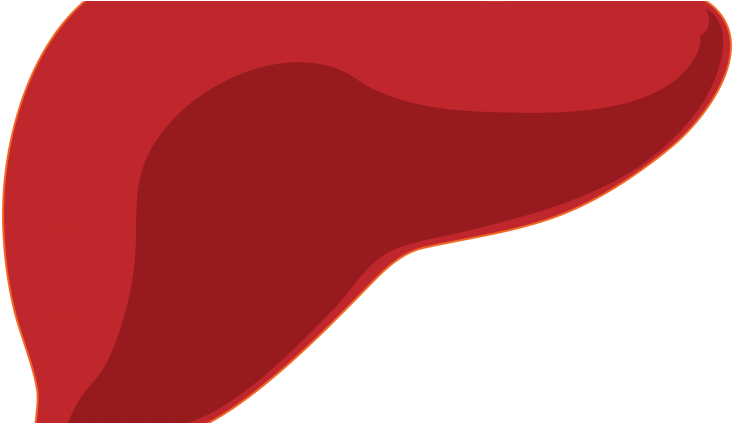 Liver (750x422)