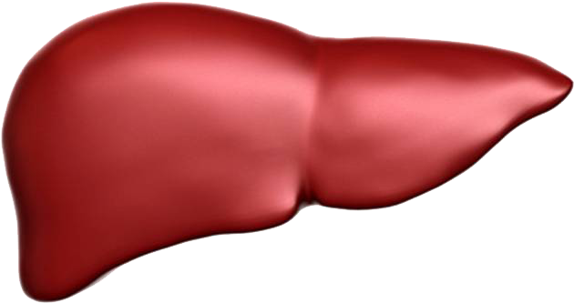 Home - Liver (732x409)