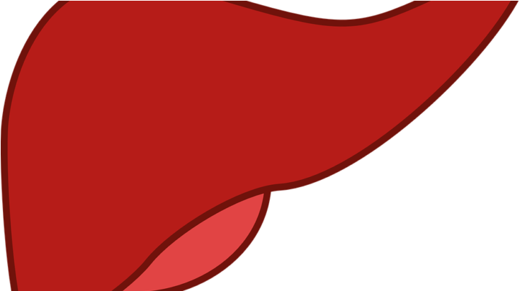 Liver - Liver (800x445)