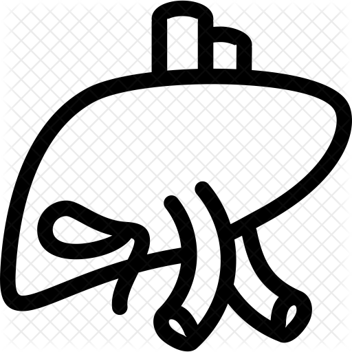 Liver Icon - Liver Icon (512x512)