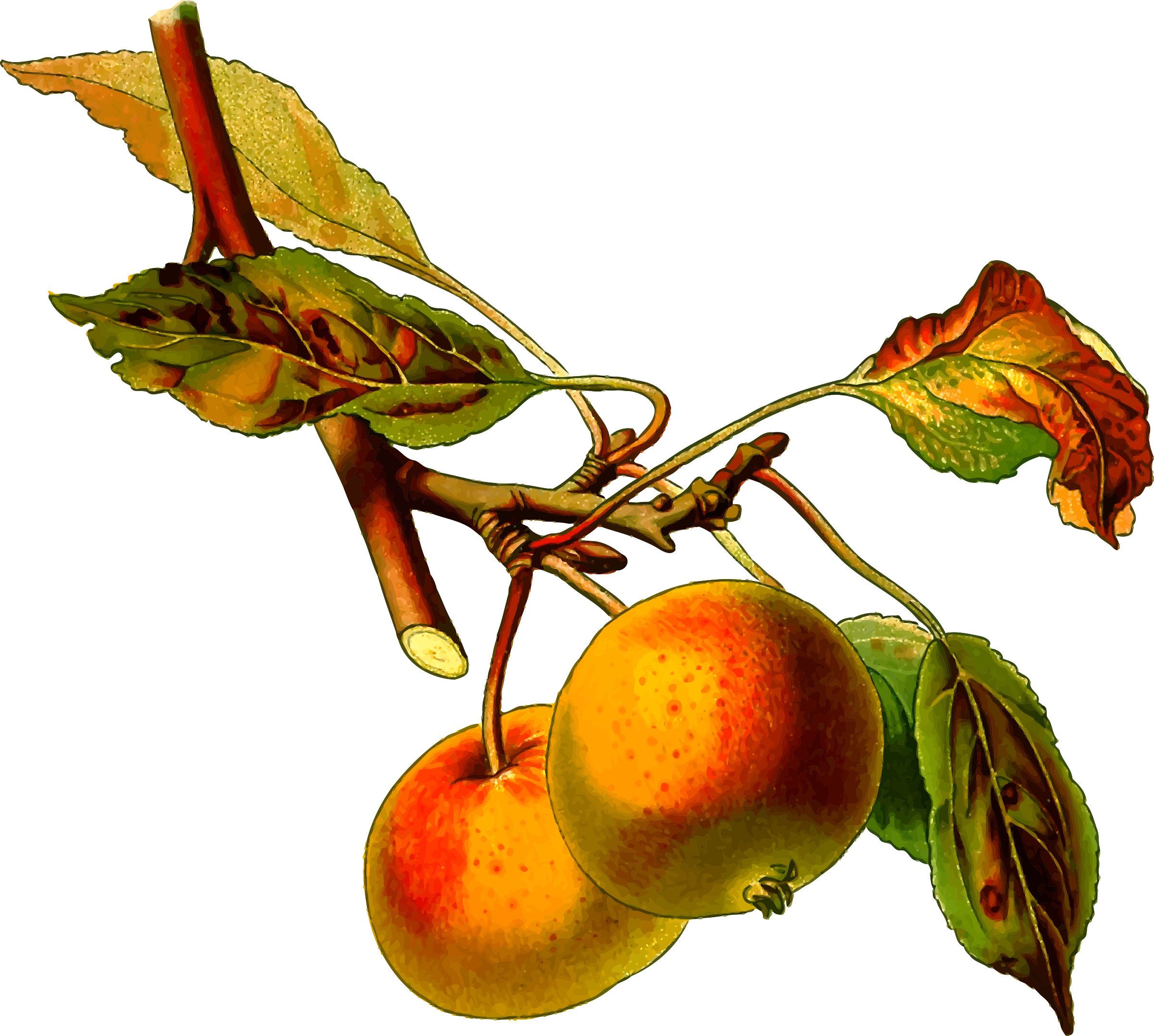 Apple Tree 2 - Malus Domestica (2400x2154)
