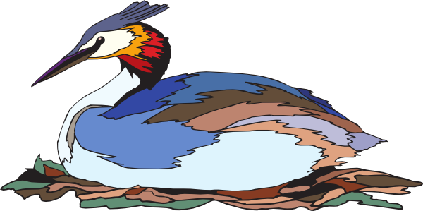 Grebes (600x299)