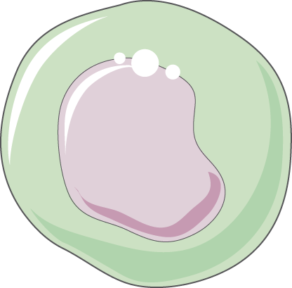 Monocyte - Illustration (416x409)