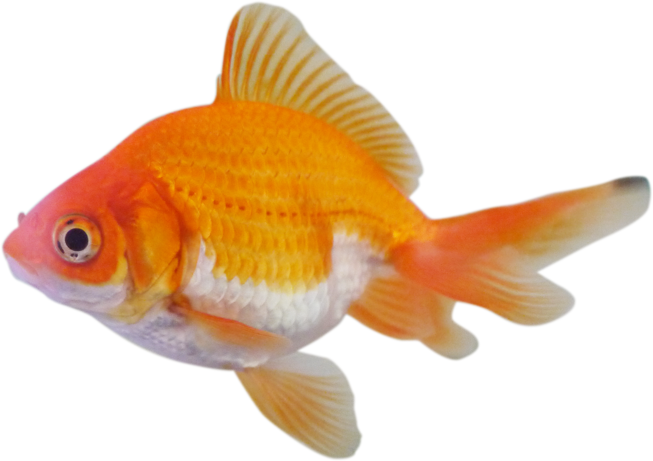 Nrt Fish Wallpapers - Tag Yourself Meme (1280x904)