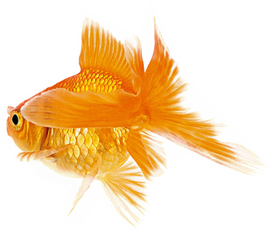 Fish (384x330)