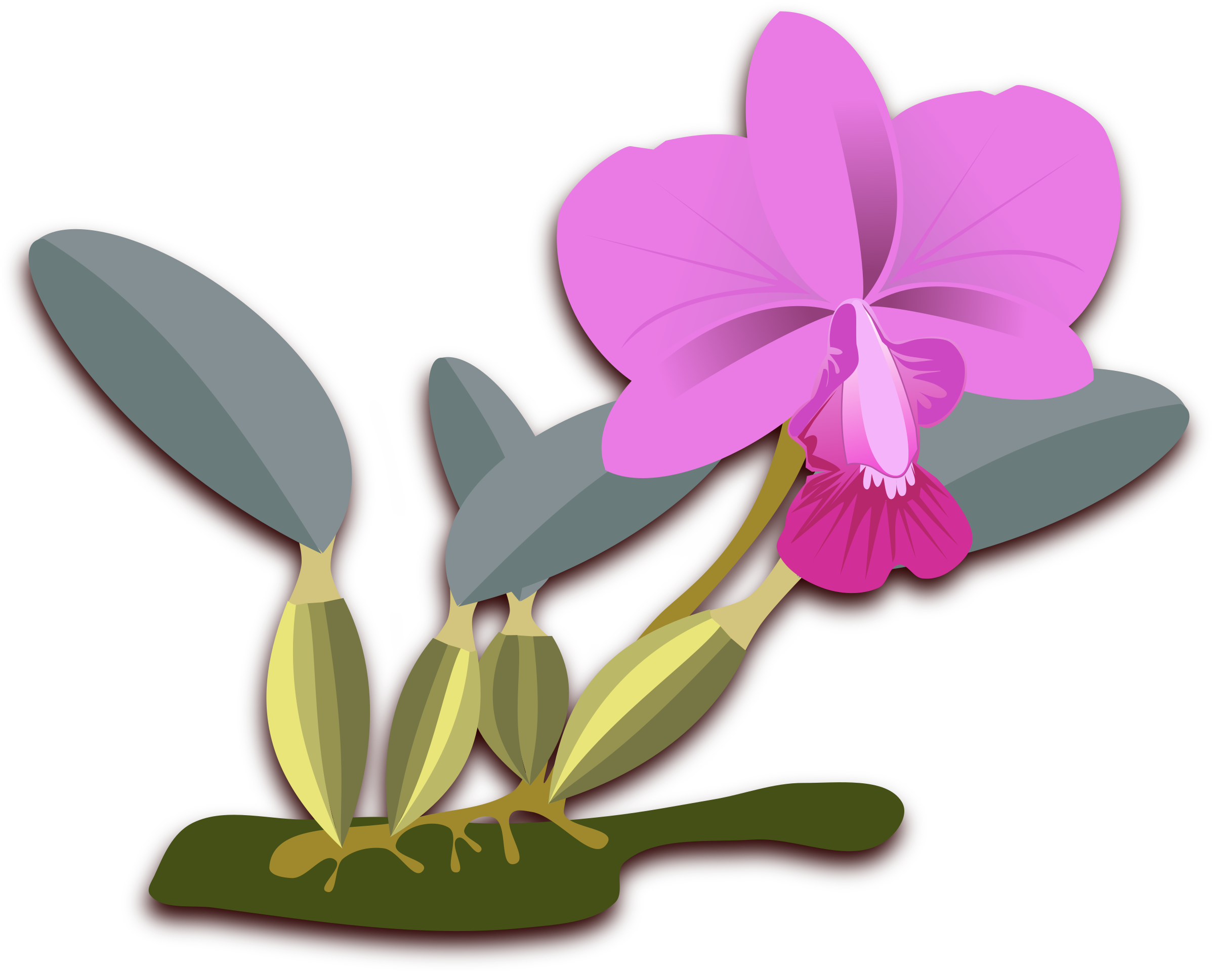 Big Image - Cattleya Png (2400x2400)