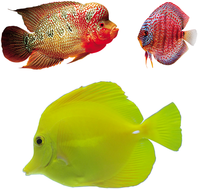 Peces De Marpng (784x784)
