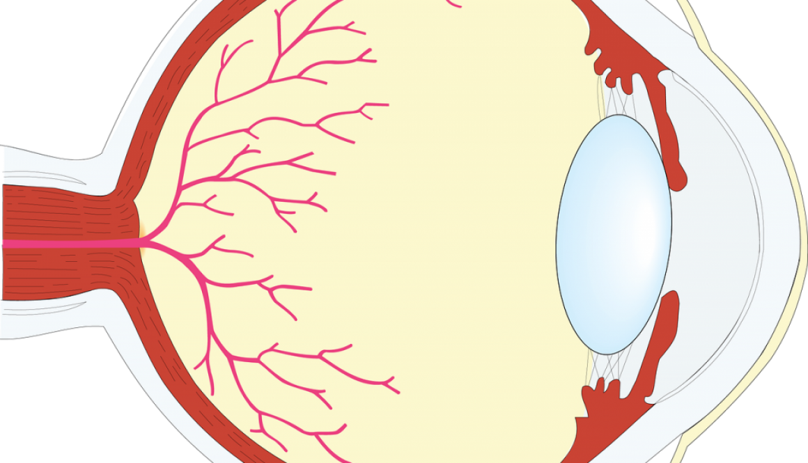 The Human Eye - Illustration (1160x665)