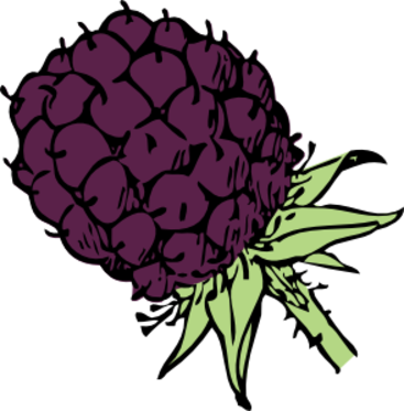 Blackberry Clip Art (367x373)