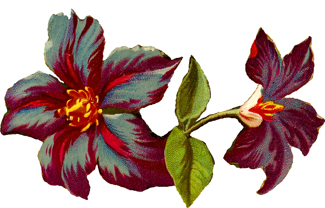 Digital Clematis Flower Image - Clematis 'jackmanii' (1269x816)