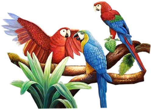 Bd-70 - Oiseau Exotique (540x369)