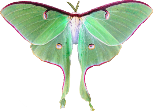 Transparent Moth (500x363)