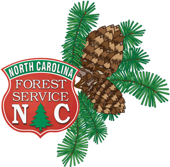 Shortleaf Pine (375x341)