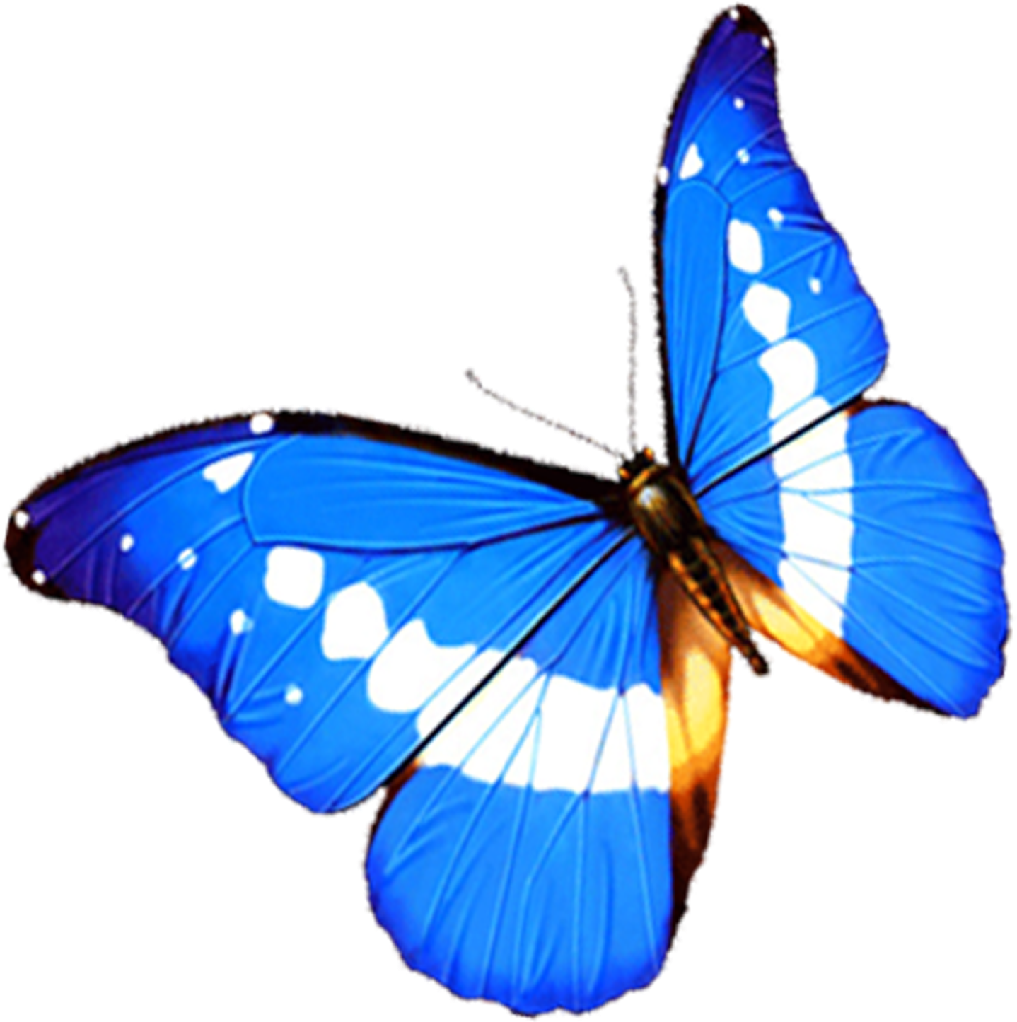 Monarch Butterfly 3d Computer Graphics - Htc Desire 626g+/ Htc Desire 626 Tempered Glass Screen (2480x2012)
