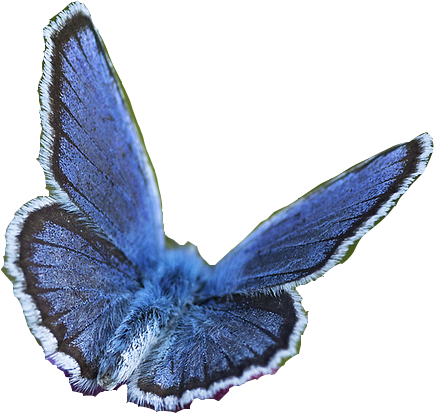 Butterfly (546x481)