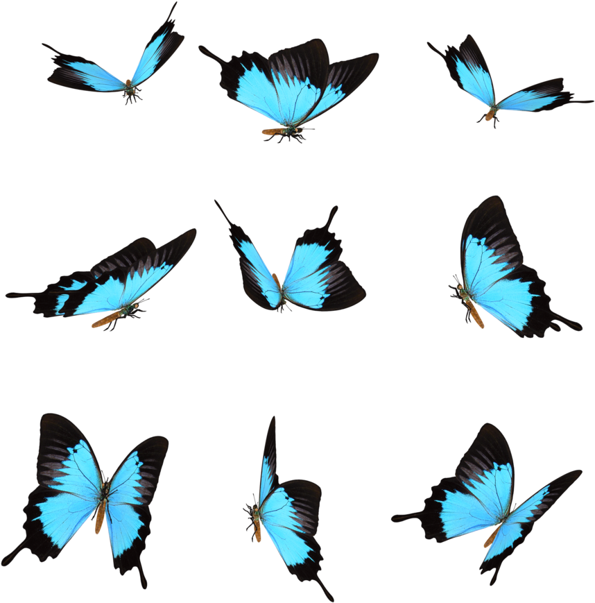 Mariposas Png (894x894)