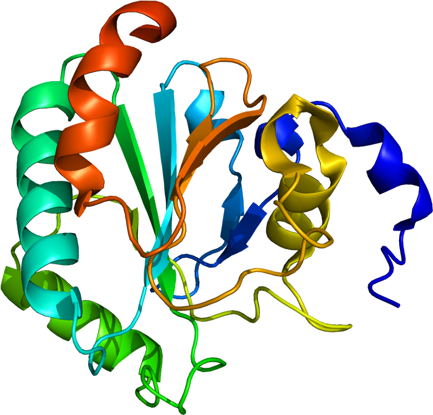 Peroxidasa (942x904)