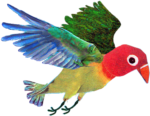 Macaw (577x389)
