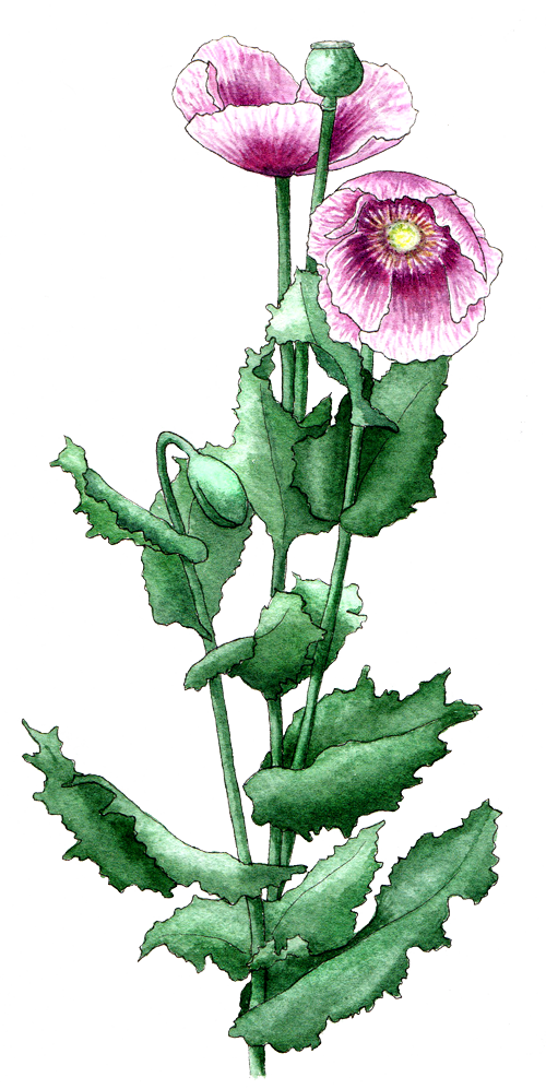 Breadseed Poppy - Poppy (500x997)