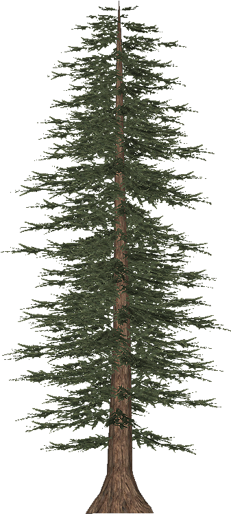 Pine Trees Vector Art Stock Graphics - White Pine (365x774)