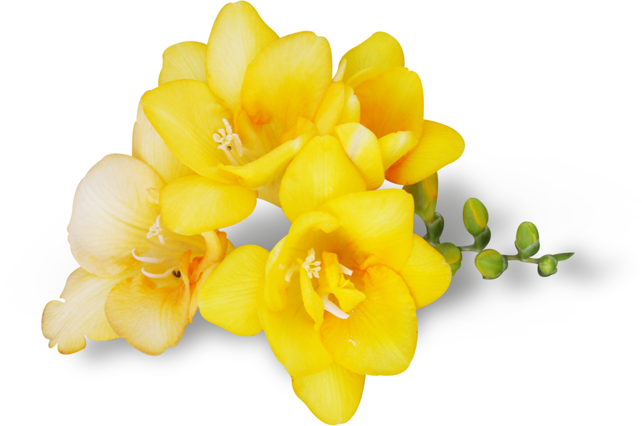 Avital Springblessingsel20 - Artificial Flower (1280x850)