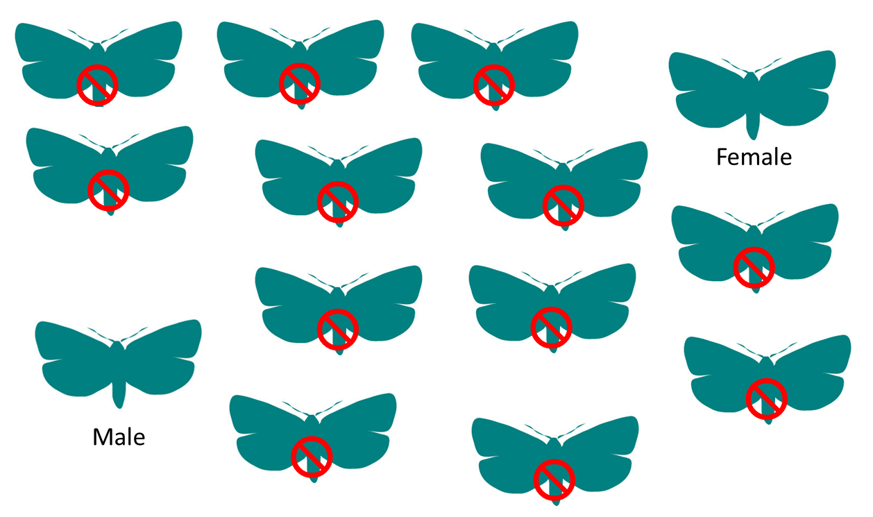 Sit Example - Papilio (1257x791)