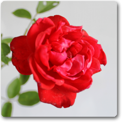 Rose Red (650x489)