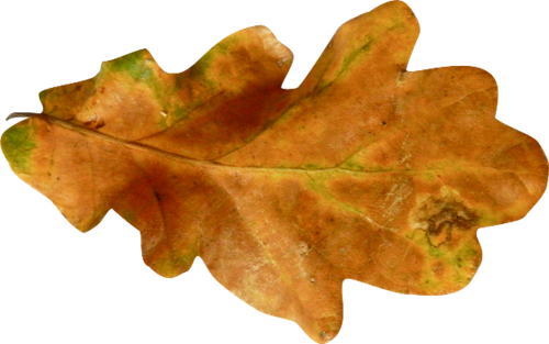 Autumn (500x313)
