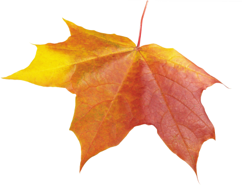Autumn Leaf - Transparent Autumn Leaf (500x363)