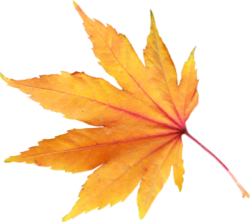 Autumn Leaf - Spring Leaf Png (500x443)