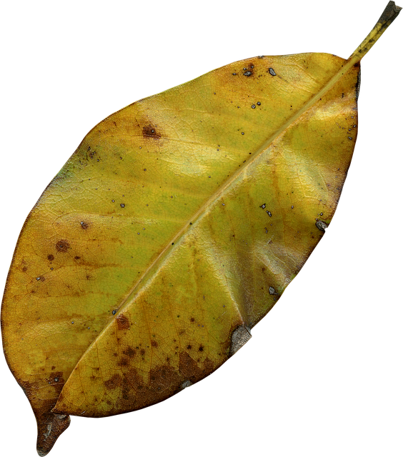 Rotting Leaves (564x640)