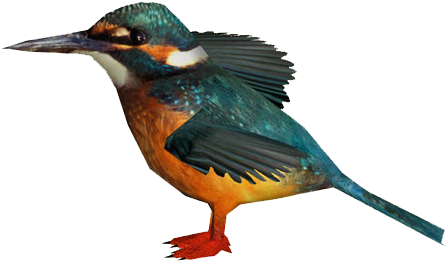 Kingfishercommon Zerosvalmont - Coraciiformes (446x446)