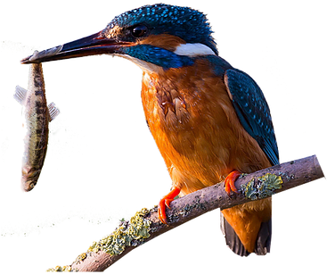 Bird (375x327)