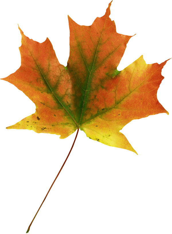 Maple Leaf Autumn Leaves - Maple Leaf Autumn Leaves (600x814)