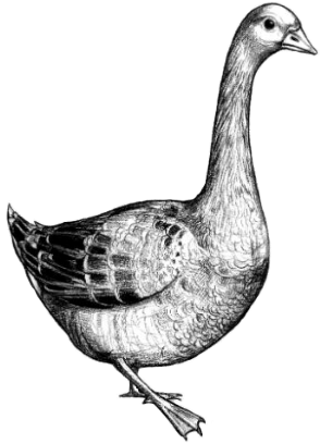 Goose Black2 - Duck (300x420)