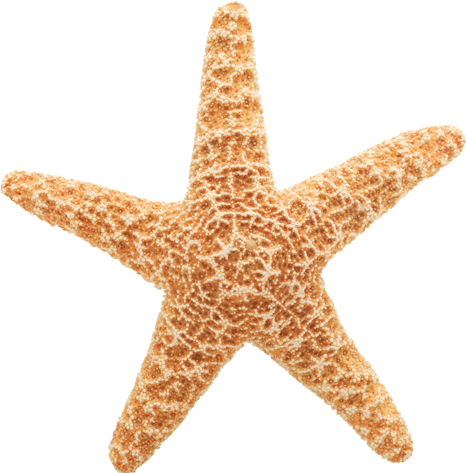 Starfish Cliparts Vector - Star Fish White Background (1225x1024)